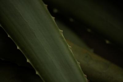 Vorschau des Gutschein-Designs 