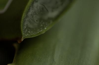 Vorschau des Gutschein-Designs 